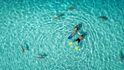 1. místo v kategorii Příroda: Snorkeling with sharks (Tahitiflyshoot) 1. místo v kategorii Příroda: Snorkeling with sharks (Tahitiflyshoot)