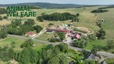Na Statku Zaoral začíná dobrý sýr u krávy, která se volně pase na louce