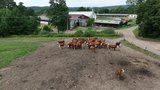 Ekologická farma v srdci Jeseníků: Horské louky, stáda skotu a bio hovězí