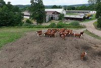 Ekologická farma v srdci Jeseníků: Horské louky, stáda skotu a bio hovězí
