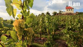 Letošní vinobraní na jižní Moravě pod tlakem. Sklizeň bude poloviční a zájem lidí dál slábne Letošní vinobraní na jižní Moravě pod tlakem. Sklizeň bude poloviční a zájem lidí dál slábne