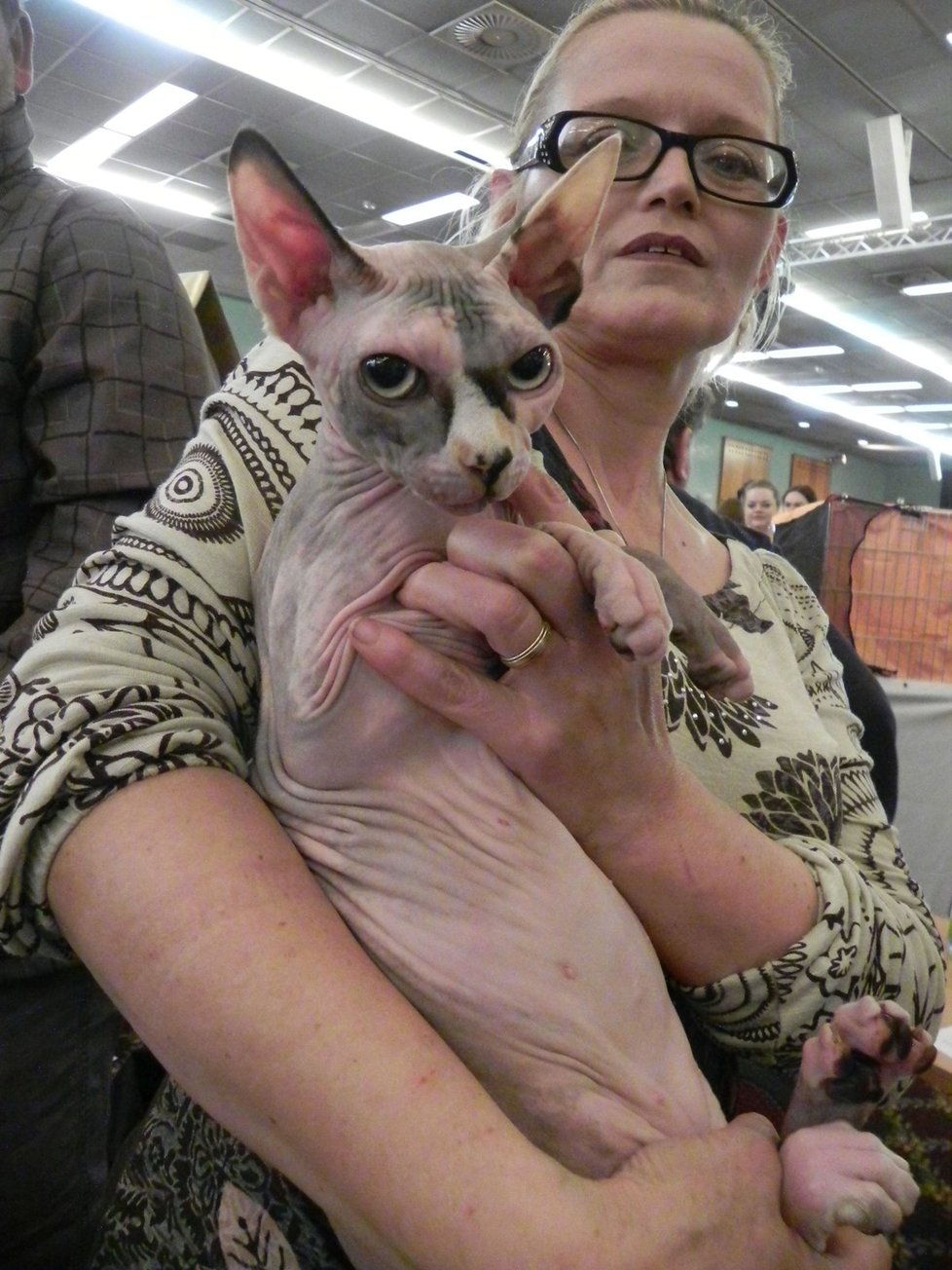 Heidy de Romanof ze známého plemene Sphynx, kočka bez srsti. V 10 měsících měla na kočičích soutěžích premiéru, prozradila chovatelka Lada Hrůzová.