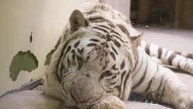 V liberecké Zoo napadl tygr ošetřovatele