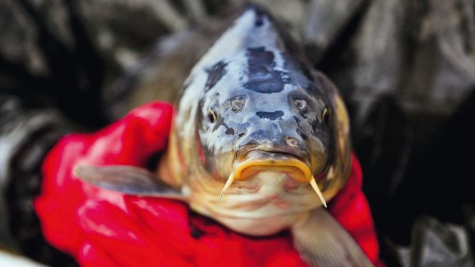 178 milionů korun stála v roce 2008 kampaň Ryba domácí. Spotřeba sladkovodních ryb pak poklesla.