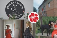 Šmudlina slaví 20 let, veřejnosti poprvé ukáže novou budovu. Na stavbu přispěly i Blesk tlapky