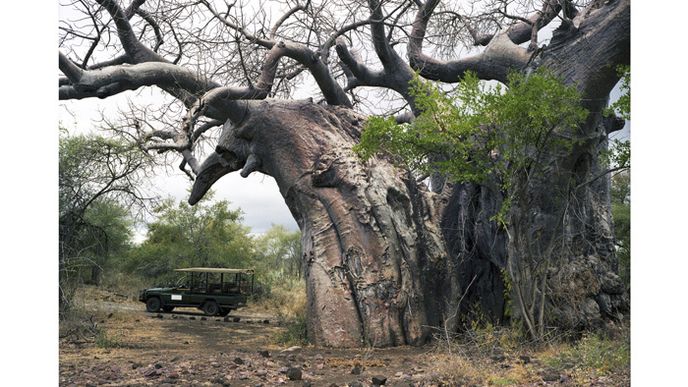 2000 let starý baobab v Jižní Africe