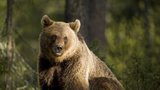 Tatranští medvědi milují popelnice, ochránci je plaší dělobuchy
