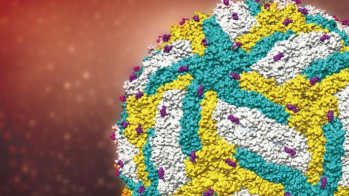 umělecké zpracování odhalené struktury viru zika umělecké zpracování odhalené struktury viru zika