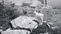 Petrova bouda okolo roku 1900. V popředí ještě stojí původní chalupa, která byla později rozebrána a nahrazena větší stavbou Petrova bouda okolo roku 1900. V popředí ještě stojí původní chalupa, která byla později rozebrána a nahrazena větší stavbou