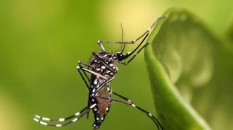 Test odhalí vir zika do tří hodin a stojí pouhý dolar Test odhalí vir zika do tří hodin a stojí pouhý dolar