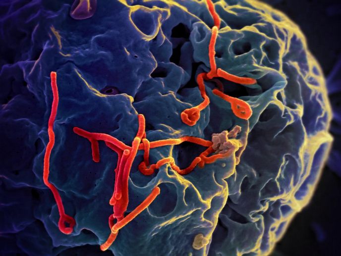 Virus eboly Virus eboly
