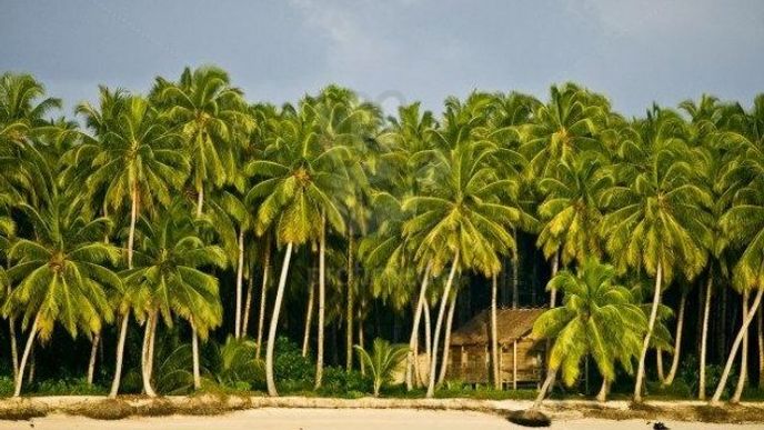 Palmy, exotika Palmy, exotika