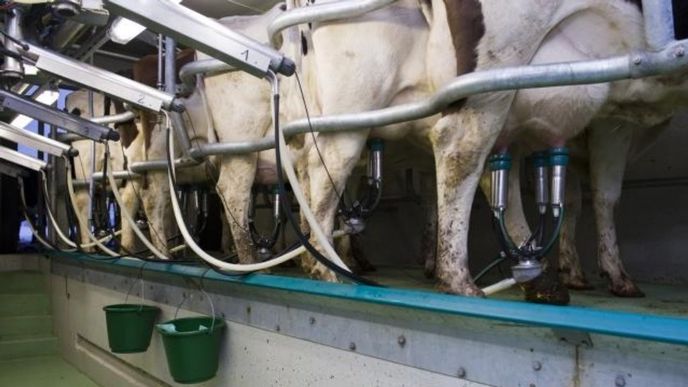krávy, mléko, zemědělství krávy, mléko, zemědělství