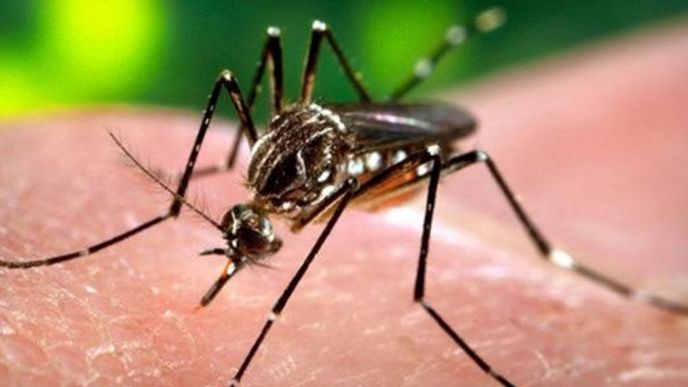 Komár přenášející virus zika Komár přenášející virus zika