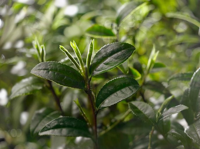 Čajové lístky rostliny Camellia sinensis Čajové lístky rostliny Camellia sinensis