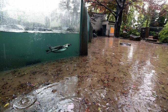 Zaplavený areál zoologické zahrady v Praze-Troji 3. června. Zoo je zavřená, některé druhy zvířat evakuovala do bezpečí už večer předchozího dne. Zaplavený areál zoologické zahrady v Praze-Troji 3. června. Zoo je zavřená, některé druhy zvířat evakuovala do bezpečí už večer předchozího dne.