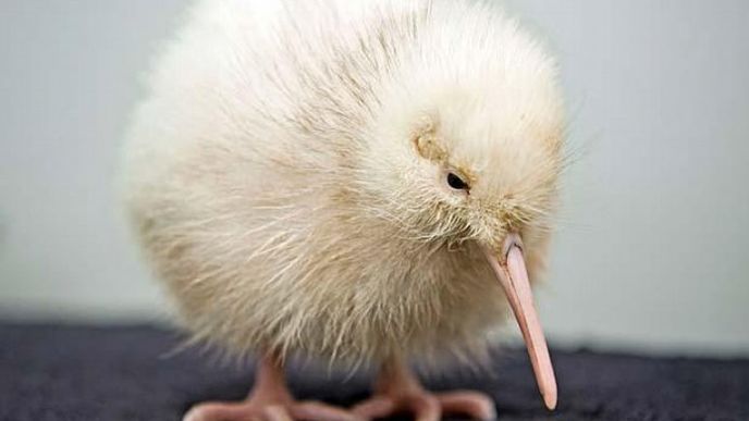Bíle opeřený pták Kiwi Bíle opeřený pták Kiwi