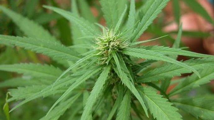 marihuana marihuana