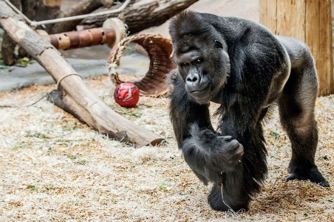 Gorila ze zoo Gorila ze zoo