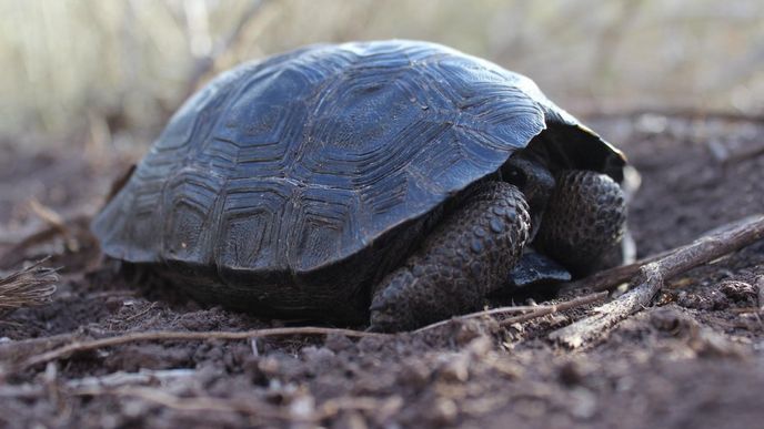 želva sloní pinzónská (G. nigra ephippium) želva sloní pinzónská (G. nigra ephippium)