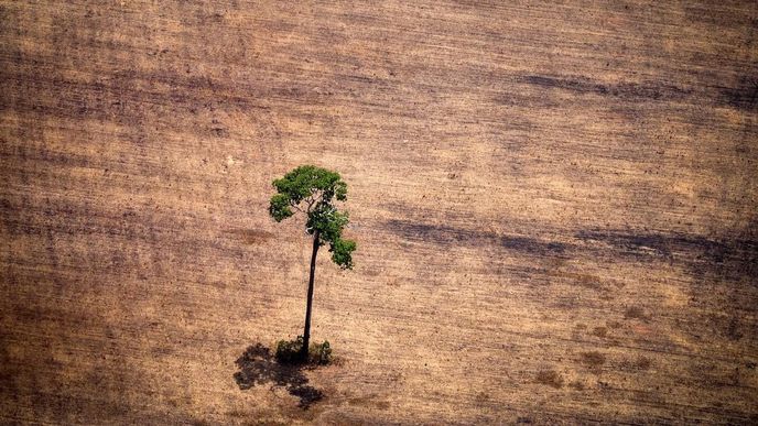 Odlesňování Amazonského pralesa v Brazílii Odlesňování Amazonského pralesa v Brazílii