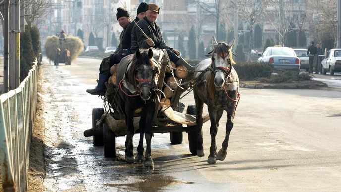 Rumuni stále častěji prodávají přestárlé koně na jatka Rumuni stále častěji prodávají přestárlé koně na jatka