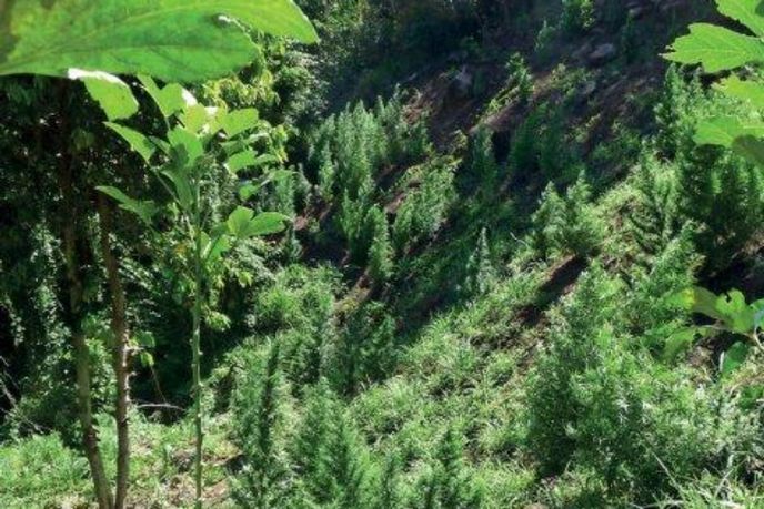 Rostliny marihuany najdete všude na svazích sopky Soufrière. Rostliny marihuany najdete všude na svazích sopky Soufrière.