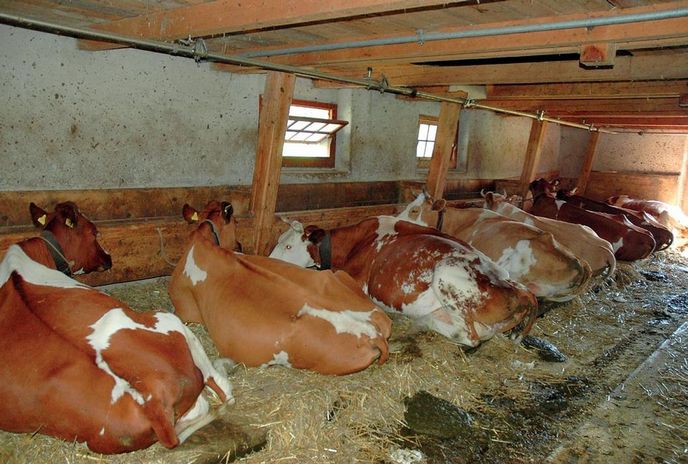 Dominique s přítelkyní mají stádo čtyřiceti krav, ročně vyrobí přes čtyři tuny sýra. Dominique s přítelkyní mají stádo čtyřiceti krav, ročně vyrobí přes čtyři tuny sýra.