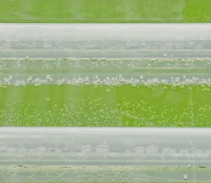 řasy určené k produkci biopaliv na "farmě" společnosti Solix BioSystems v Coloradu řasy určené k produkci biopaliv na "farmě" společnosti Solix BioSystems v Coloradu
