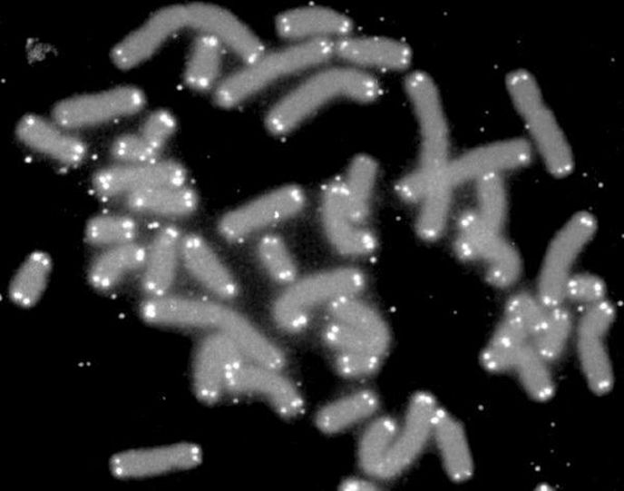 Bílá místa na koncích chromozomů jsou telomery Bílá místa na koncích chromozomů jsou telomery
