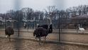 Rezidence ukrajinského prezidenta Janukovyče v Mežyhirji, ZOO (Profimedia.cz) Rezidence ukrajinského prezidenta Janukovyče v Mežyhirji, ZOO (Profimedia.cz)