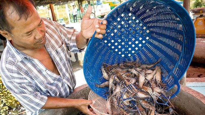 Těžké ztráty. Úbytek krevet zasáhl celý hlavní produkční region v Asii. Například Thajci očekávají,
že vývoz těchto mořských plodů ze země letos klesne
meziročně o polovinu. Těžké ztráty. Úbytek krevet zasáhl celý hlavní produkční region v Asii. Například Thajci očekávají,
že vývoz těchto mořských plodů ze země letos klesne
meziročně o polovinu.