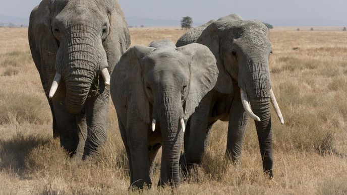 sloni v Serengeti sloni v Serengeti