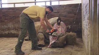 Zoo ve Dvoře Králové začala řezat nosorožcům rohy, na ochranu před pytláky