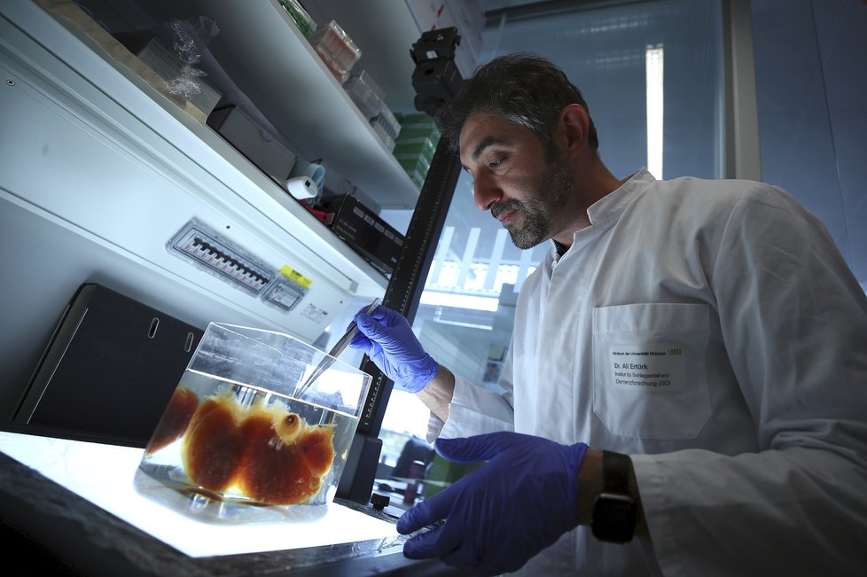 Vědcům se podařilo vytvořit transparentní tkáň. Jako první to odnesla myš, pak lidské orgány