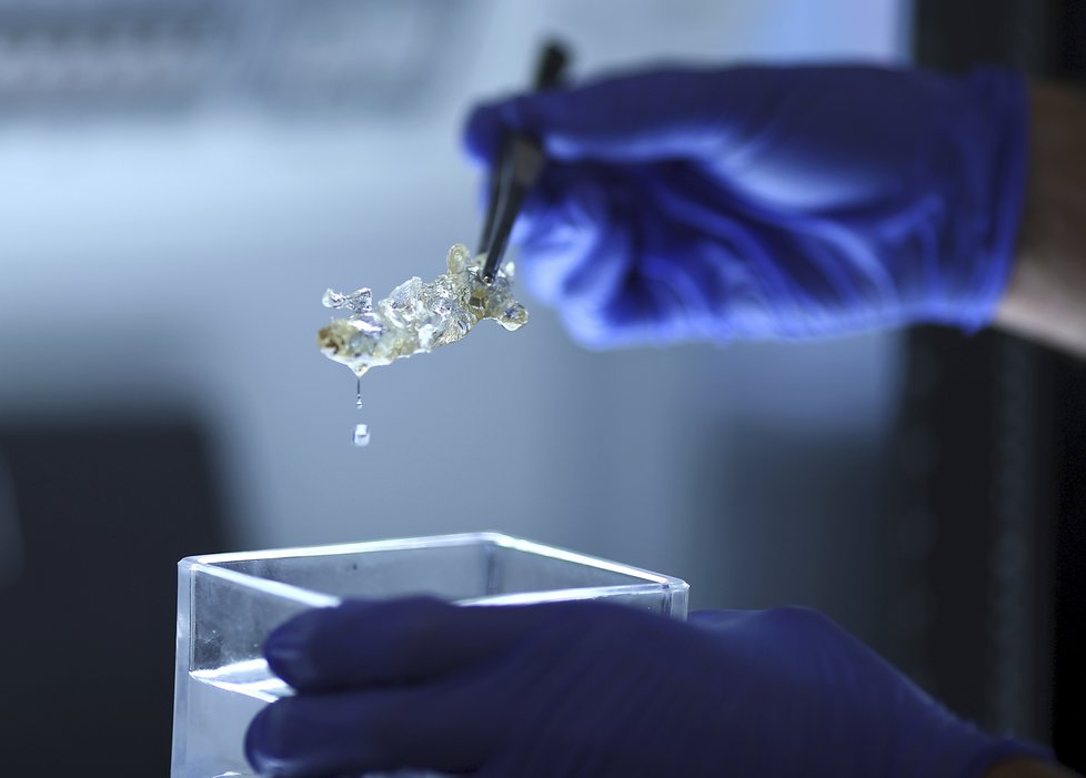 Vědcům se podařilo vytvořit transparentní tkáň. Jako první to odnesla myš, pak lidské orgány