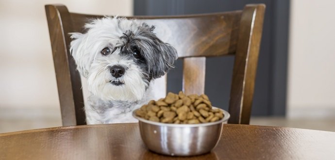 Jak krmit štěně: 6 věcí, na které si dát pozor