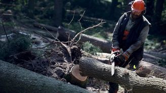 Lesy ČR spustí v červenci miliardový tendr