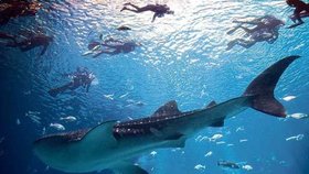 Potápění se žralokem je prý mimořádný zážitek