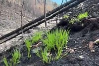Na spáleništích v Českém Švýcarsku vyrašila první tráva! Konec požáru se blíží