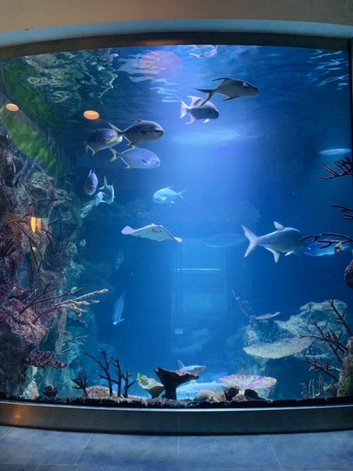 Haus des Meeres je devítipatrová mořská zoo plná akvárií s různými (nejen) vodními živočichy.