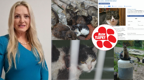 Petice za záchranu nechtěných, přemnožených koček. Pomůže jen kastrace a čipování