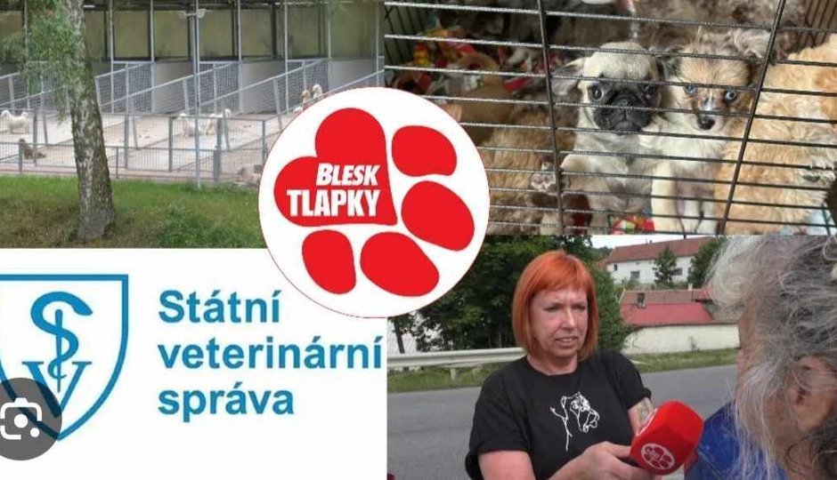 Obří množírna ve Vinařicích: Stovky psů jako hospodářská zvířata! Podle veterinářů v pořádku