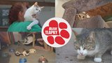 Týrala psy, štěňata schovala v mrazáku. Žena z Terezína má zakázaný chov, přesto hromadí kočky