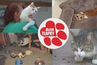 Týrala psy, štěňata schovala v mrazáku. Žena z Terezína má zakázaný chov, přesto hromadí kočky