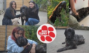 Bella léta strádala, opuštěná, bez péče. Záchrana přišla v poslední chvíli  Bella léta strádala, opuštěná, bez péče. Záchrana přišla v poslední chvíli