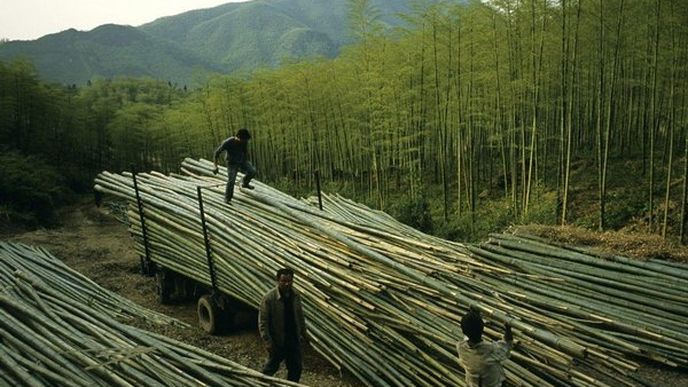A na rozdíl od stromů, které jen zřídka vyrostou znovu poté, co jsou uříznuty, bude bambus dál vypouštět výhonky i poté, co byl uřezán.