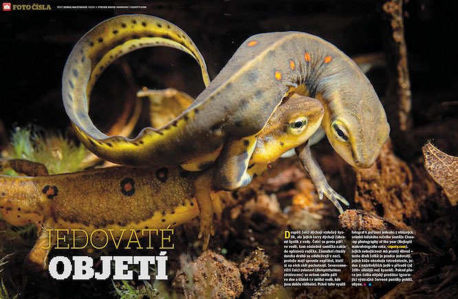 Čolci zelenaví (Notophthalmus viridescens) jsou prudce jedovatí. Víc prozradí časopis ABC č. 1/2021