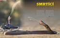 Jen něco přes metr dlouhá kobra mosambická (Naja mossambica) patří k nejjedovatějším hadům Afriky. Víc prozradí časopis ABC č. 16/2021