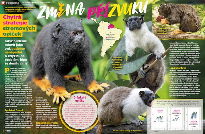 Malé opičky tamaríni z brazilské Amazonie napodobují volání konkurence, aby na sebe zbytečně neupozorňovali. Víc prozradí časopis ABC č. 16/2021